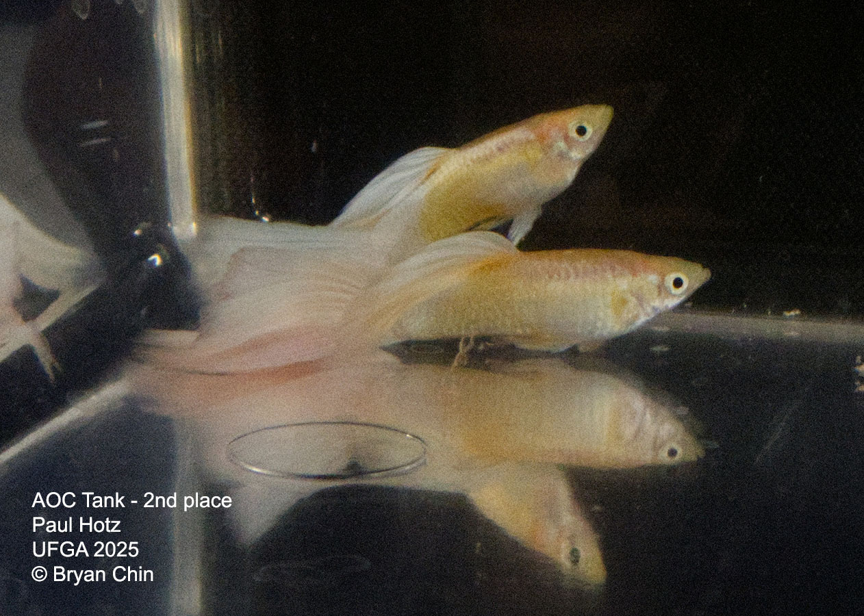 Guppy Stoerzbach pastel